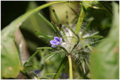 Haplanthodes verticillatus